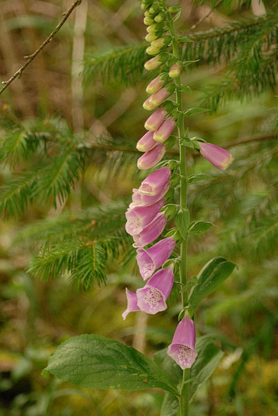 CommonFoxglove