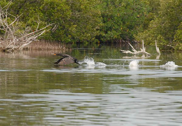 Cormorants2_7-23-208