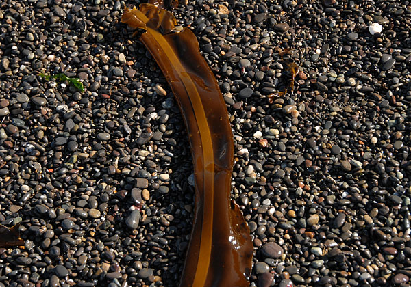 Kelp