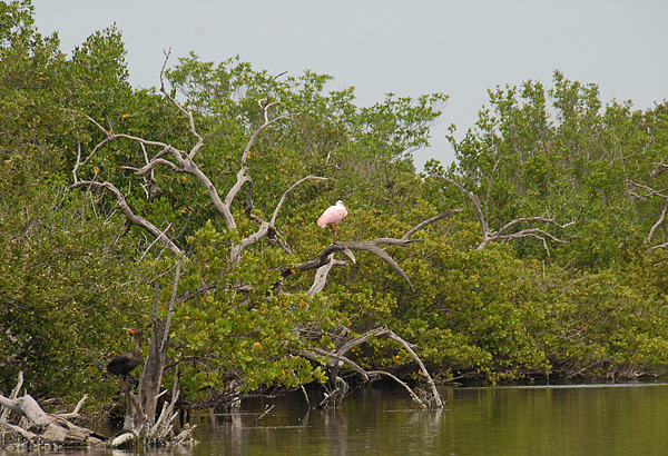 Spoonbill_7-23-2008